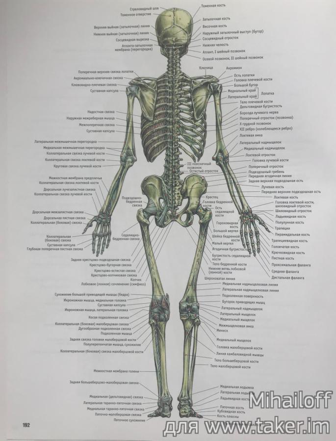 Анатомия силовых упражнений. Пожалуй, лучшая книга для тех, кто следит за своим телом. 15425337496493253700w.jpg