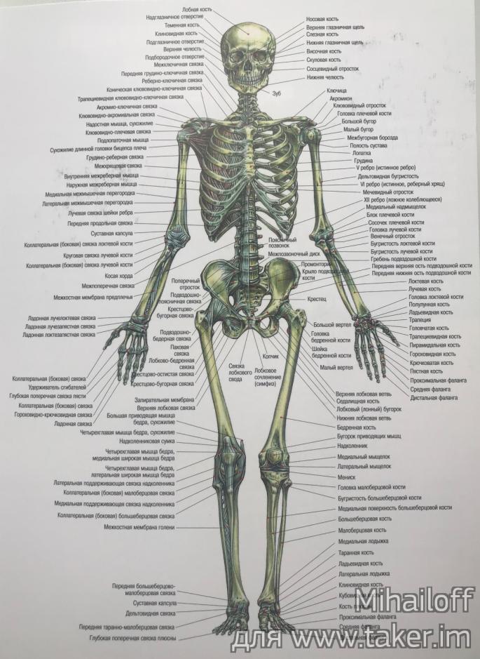 Анатомия силовых упражнений. Пожалуй, лучшая книга для тех, кто следит за своим телом. 154253375917038614650w.jpg